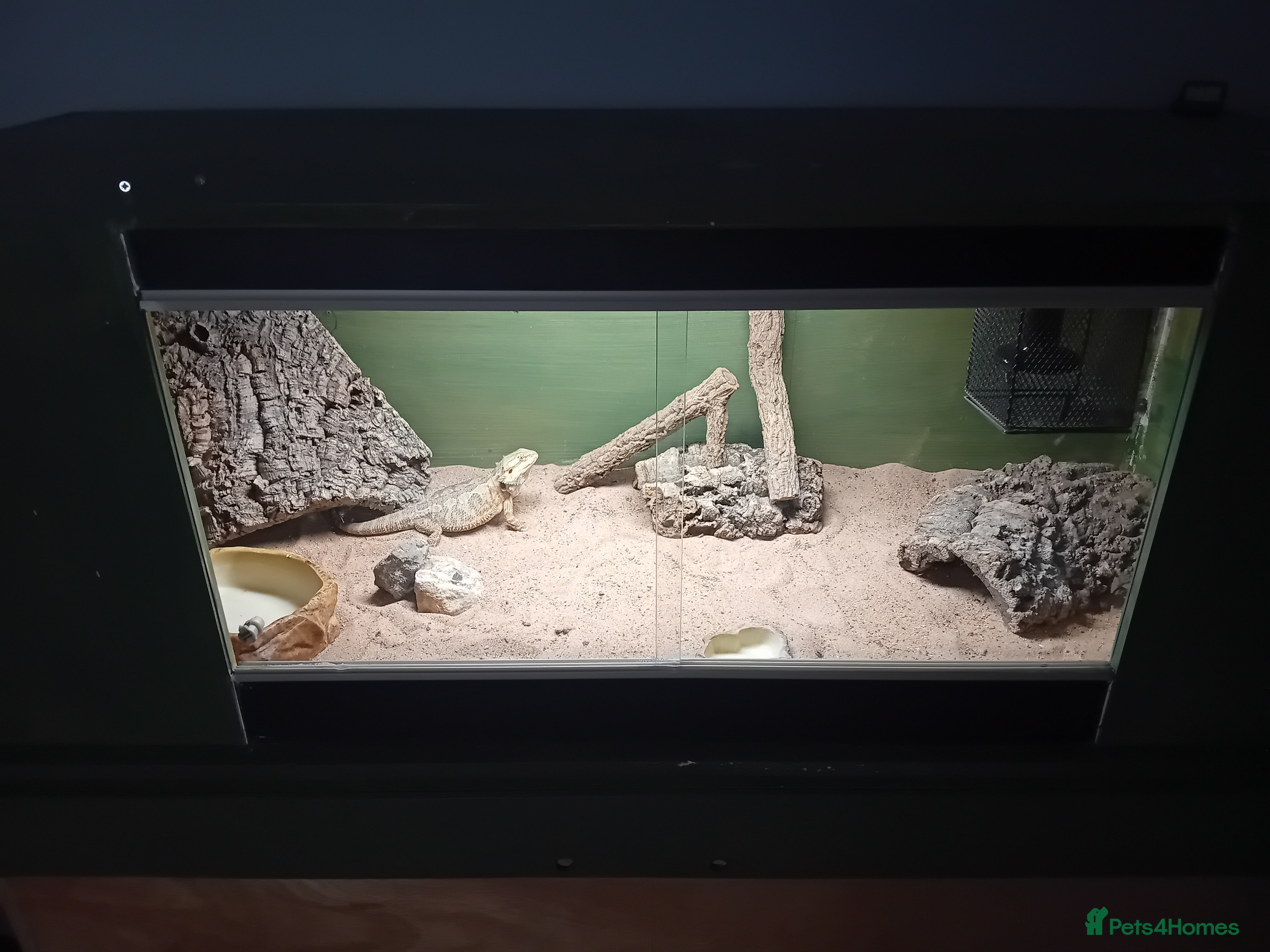 Bearded Dragon reptiles Bearded dragon  - Advert 3