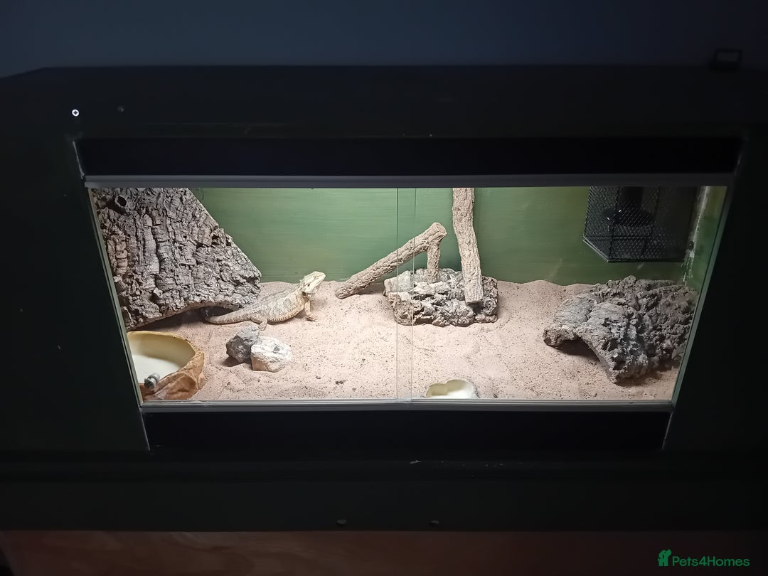 Bearded Dragon reptiles for sale: Bearded dragon  - Advert 1