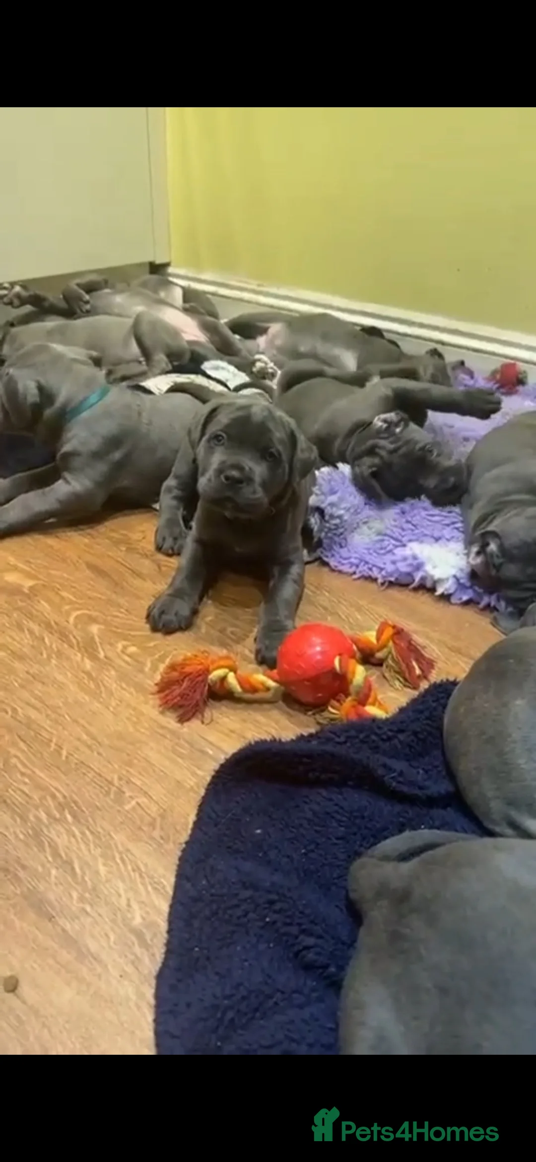 Cane Corso dogs for sale: Pure bred blue cane corso puppies for sale  - Advert 25