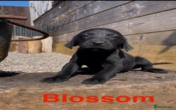 Mixed Breed dogs for sale: Stunning DNA heath test Collie x Hungarian Viszla - Image 16