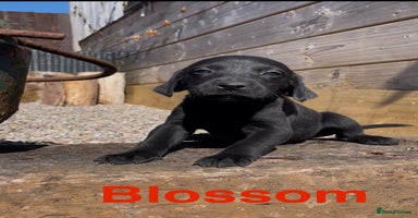 Mixed Breed dogs - Advert 2