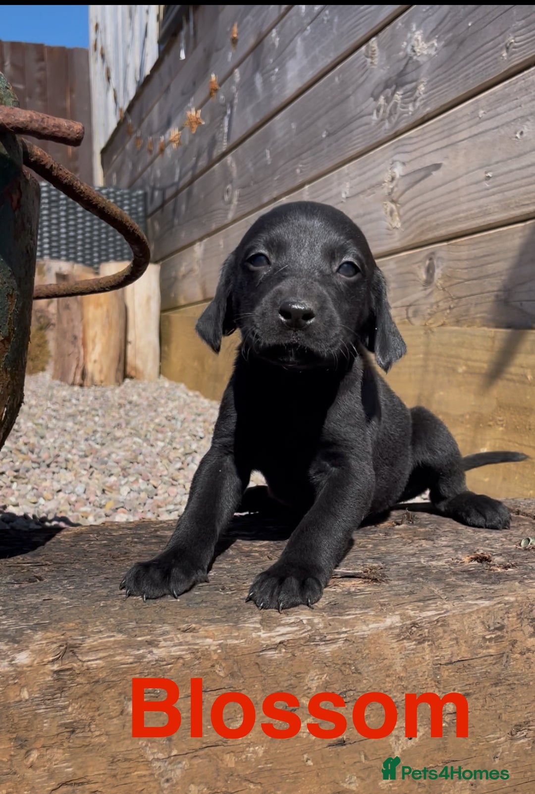 Mixed Breed dogs for sale: Stunning DNA heath test Collie x Hungarian Viszla - Image 16