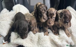 Cockapoo dogs for sale: GORGEOUS F1 MERLE COCKAPOOS HEALTH TESTED PARENTS - Image 8