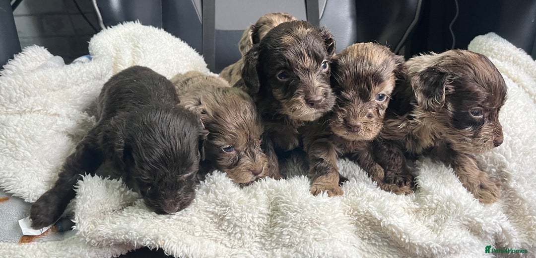 Cockapoo dogs for sale: GORGEOUS F1 MERLE COCKAPOOS HEALTH TESTED PARENTS - Image 8