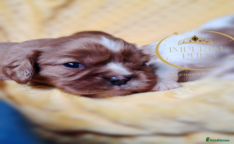 Cavalier King Charles Spaniel dogs KCC spaniels boys @ girls healt tested parents  - Advert 4