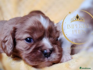 Cavalier King Charles Spaniel dogs KCC spaniels boys @ girls healt tested parents - Advert 1