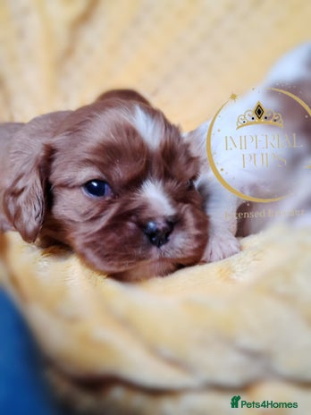 Cavalier King Charles Spaniel dogs KCC spaniels boys @ girls healt tested parents - Advert 2