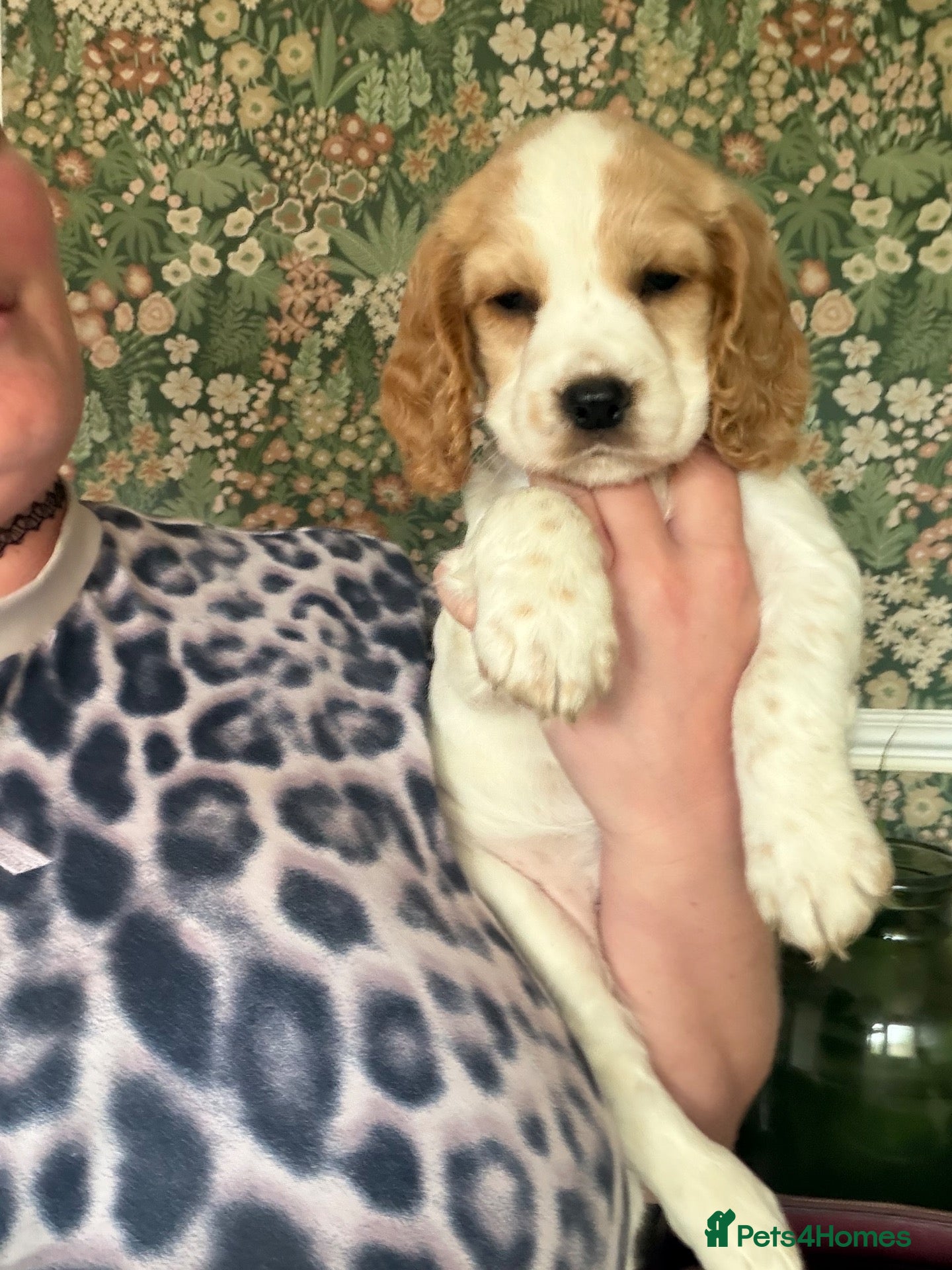 Cocker Spaniel dogs ✨🐾 EXQUISITE WORKING COCKER SPANIEL PUPPIES 🐾✨ - Advert 1