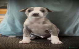 Whippet dogs for sale: Show Quality Blue Brindle KC Registered Whippets - Image 31