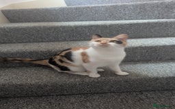 Mixed Breed cats for sale: Jaffacake  - Image 7