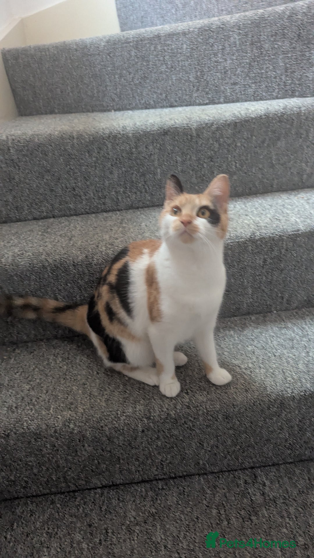 Mixed Breed cats for sale: Jaffacake  - Image 7