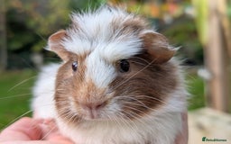 Guinea Pig rodents for sale: Gorgeous guinea pig pups - Image 1