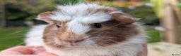 Guinea Pig rodents for sale: Gorgeous guinea pig pups - Advert 1