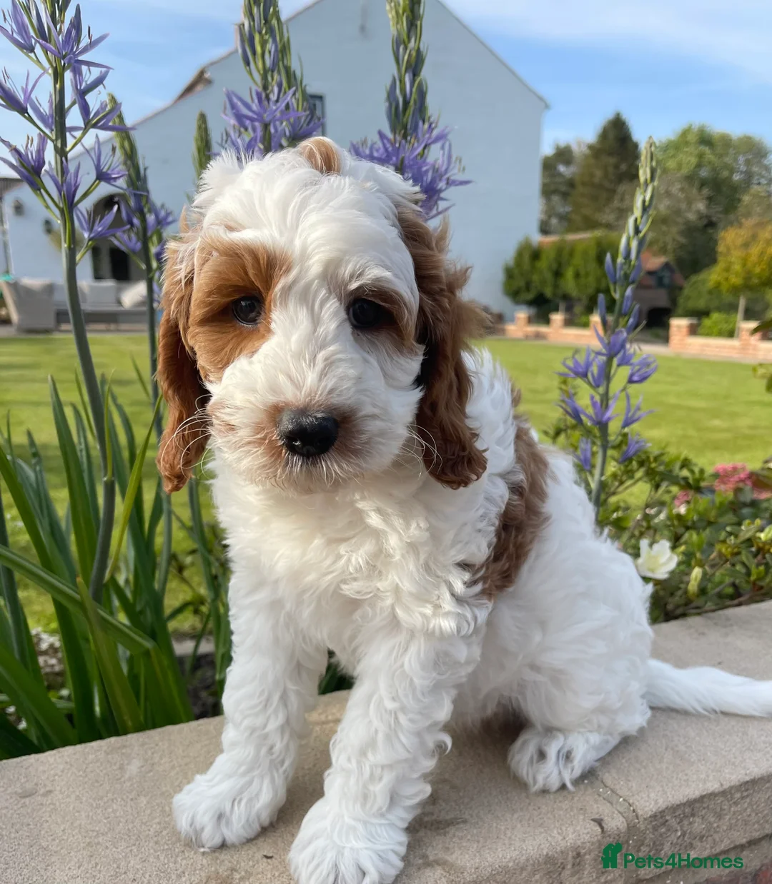 Miniature Poodle dogs for stud: Stunning Red & White Poodle for stud  in Driffield - Advert 14