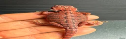 Bearded Dragon reptiles for sale: Red Monster baby bearded dragons ready to go!  - Advert 12