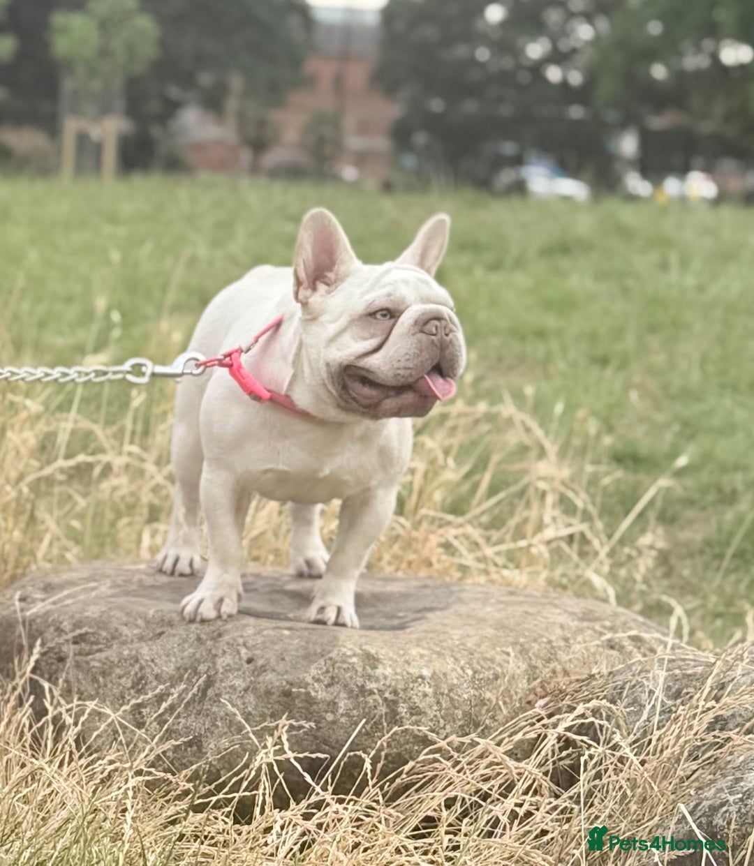 French Bulldog dogs for sale: French bulldog female for rehome  - Image 1