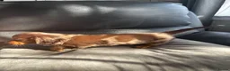 Miniature Dachshund dogs for sale: KC reg Mini long haired dachshunds  in Nottingham - Advert 15