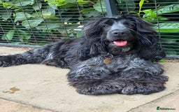 Cockapoo dogs for sale: TOY Cockapoo/ SHOW type F1 / License - Image 32