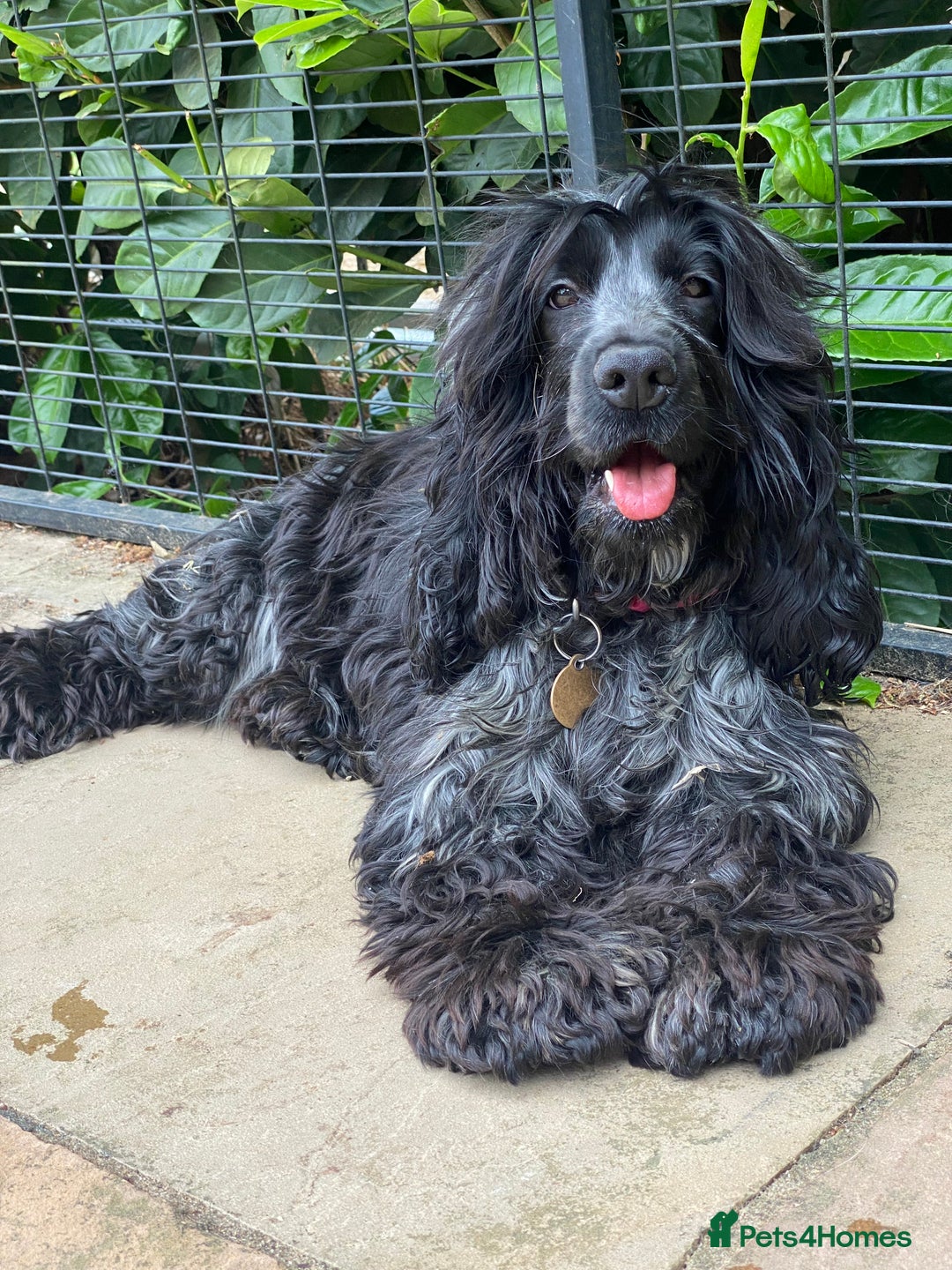 Cockapoo dogs for sale: TOY Cockapoo/ SHOW type F1 / License - Image 32