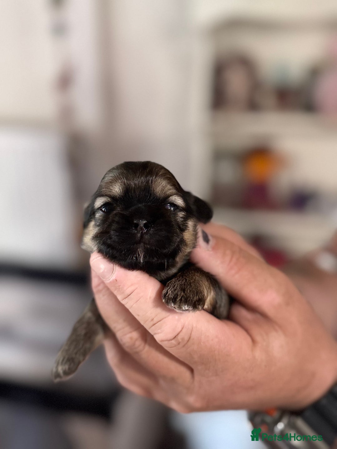 Shih Tzu dogs for sale: KC Registered Imp Shihtzu pups - Image 13