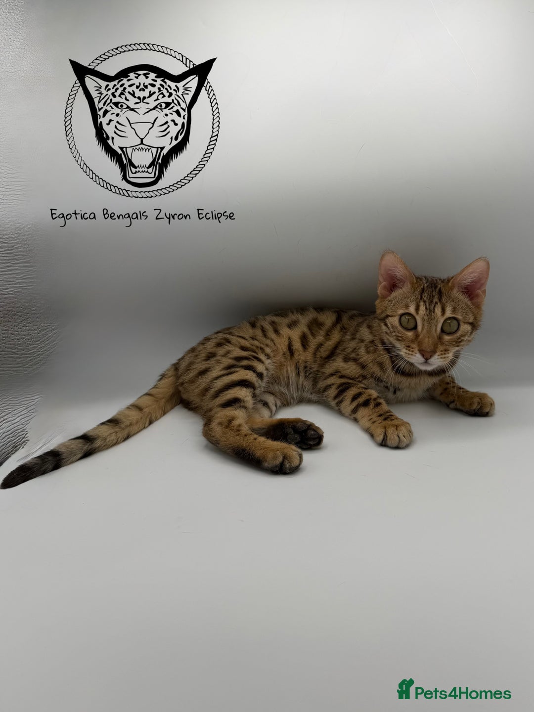 Bengal cats for sale: 🐆✨ GLITTER TICA 6TH GENERATION BENGAL KITTENS🐆✨ - Advert 17