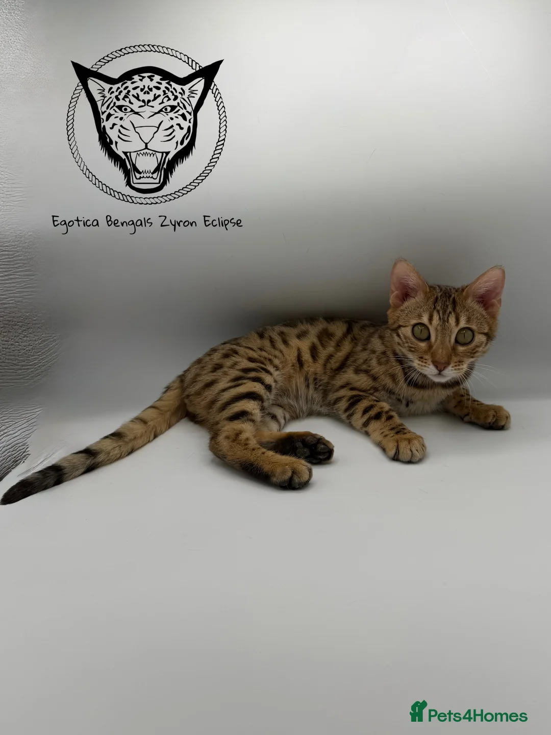 Bengal cats for sale: 🐆✨ LAST KITTEN 6TH TICA GENERATION BENGAL🐆✨ - Advert 8