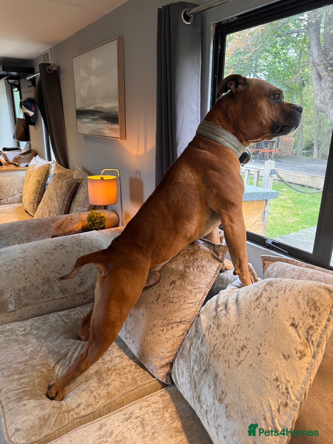 American Bully dogs for sale: Brutus  - Image 7