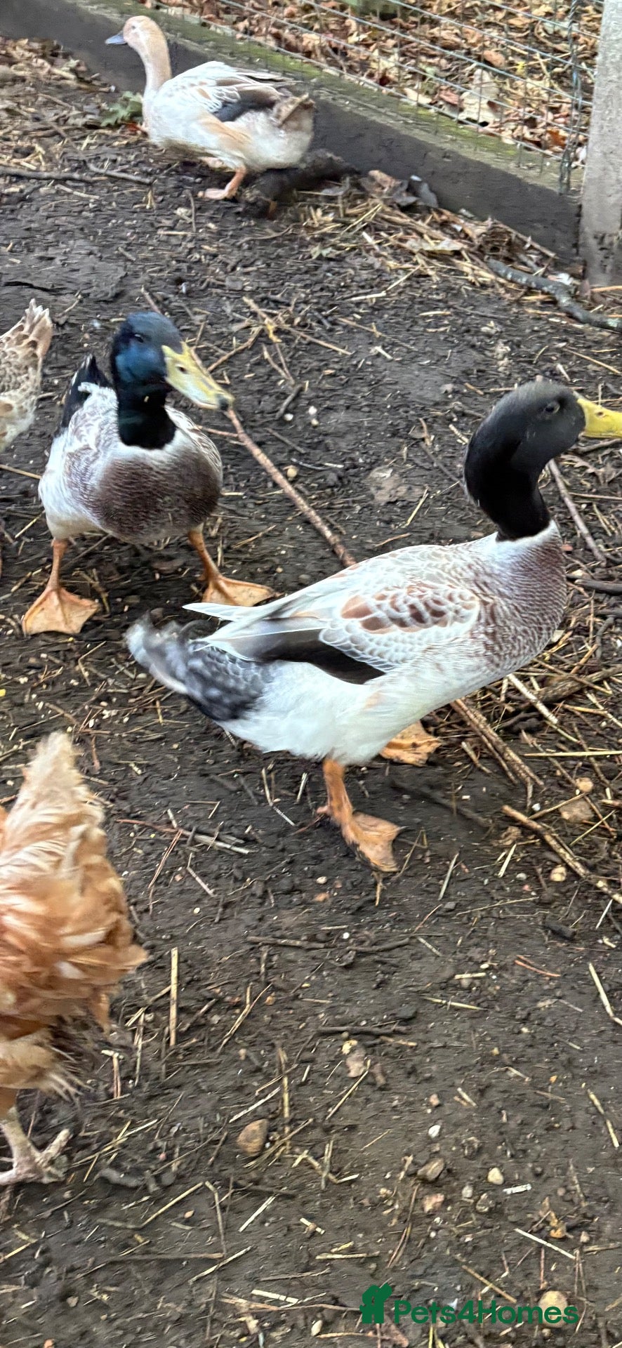Ducks poultry Welsh Harlequin drakes - Advert 2