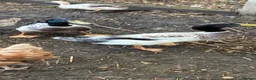 Ducks poultry for sale: Welsh Harlequin drakes in Beaconsfield - Advert 2