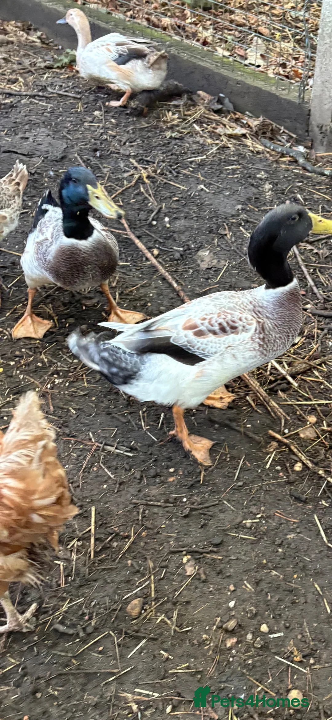 Ducks poultry for sale: Welsh Harlequin drakes in Beaconsfield - Advert 2