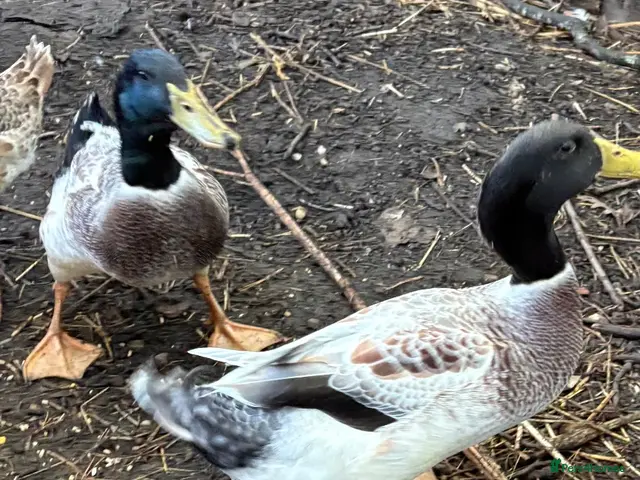 Ducks poultry Welsh Harlequin drakes - Advert 2