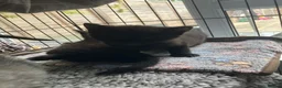 Russian Blue cats for sale: Beautiful black silver grey tabby kittens  - Advert 2