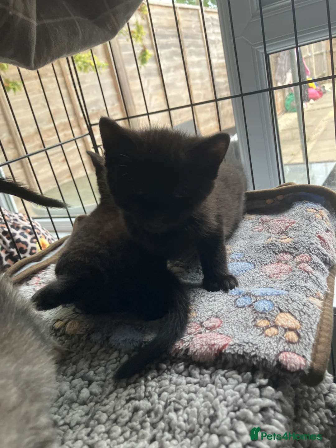 Russian Blue cats for sale: Beautiful black silver grey tabby kittens  - Advert 2