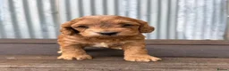 Cockapoo dogs for sale: Fox red Amazing obedience champion cockapoo pups  - Advert 12