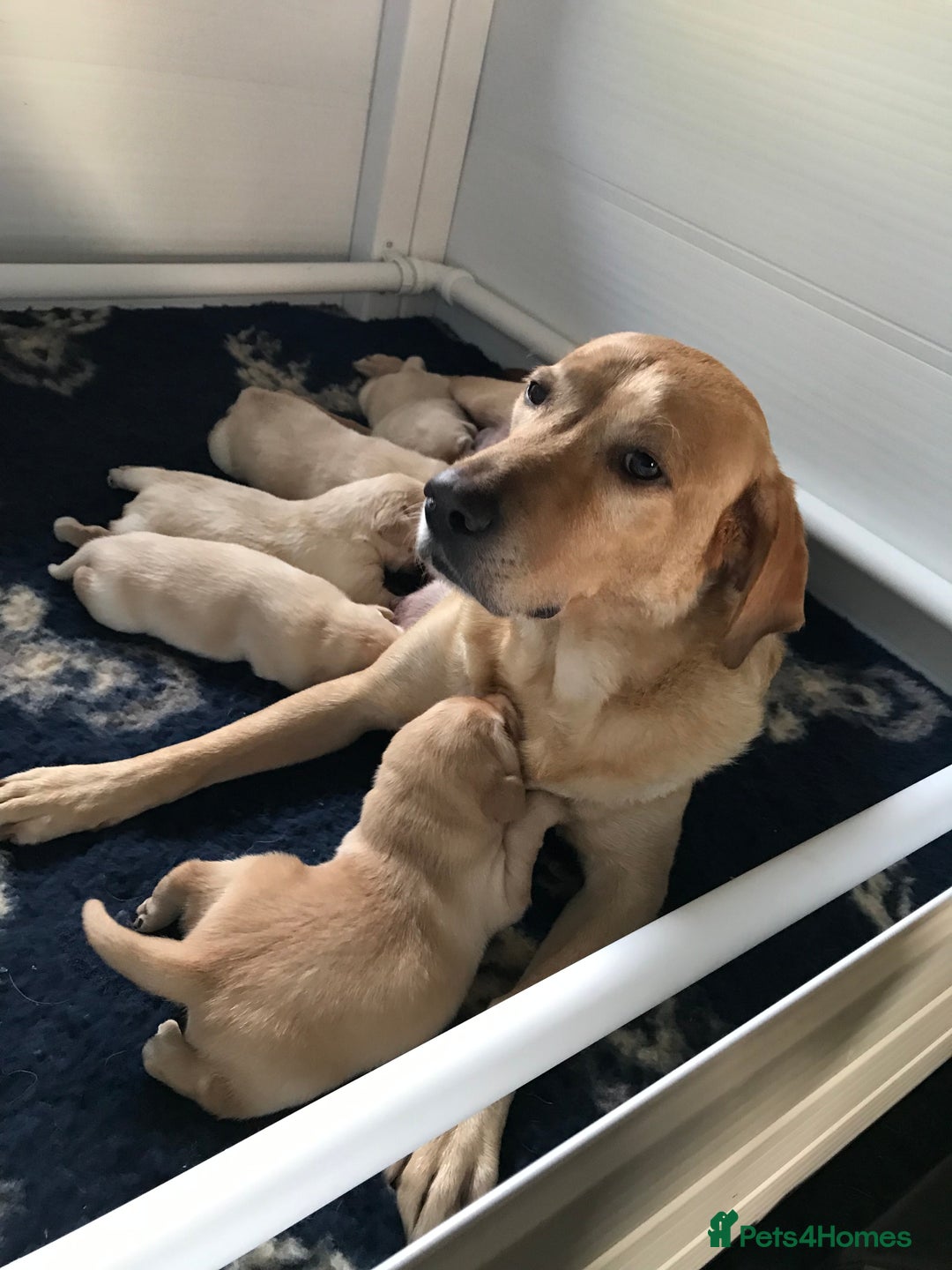 Labrador Retriever dogs for sale: Chunky KC Registered Labrador puppies - Image 4