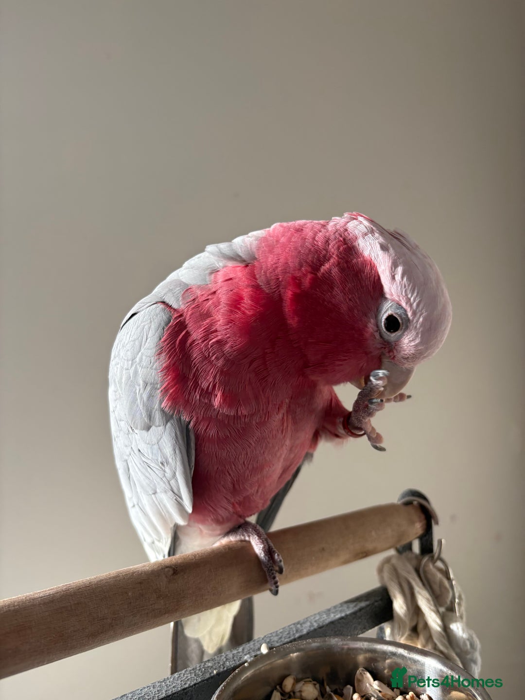 Cockatoo birds for sale: Baby Galah Cockatoo with Cage - Advert 3