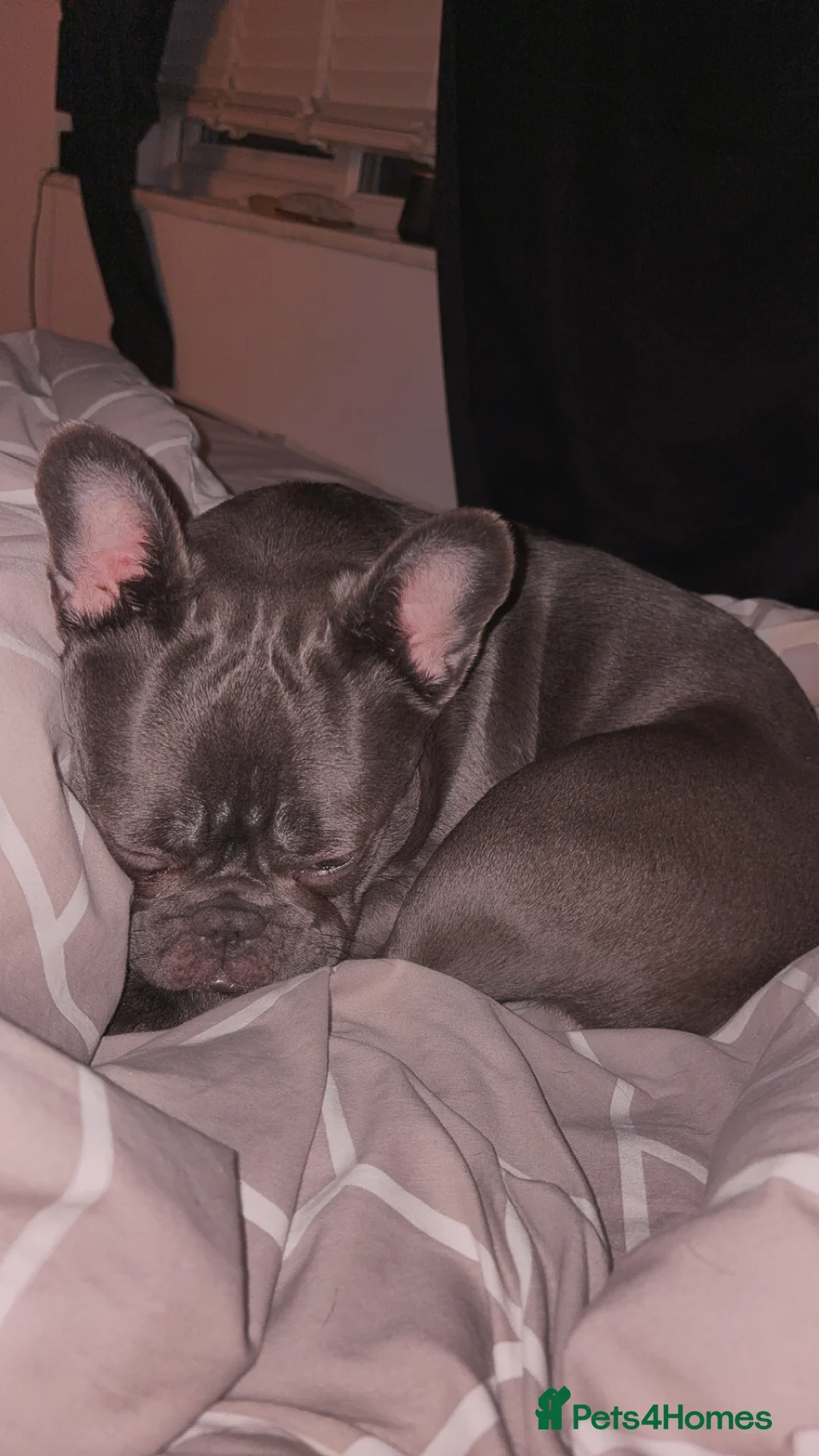 French Bulldog dogs for sale: French bulldog girl  - Advert 3