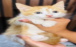 Mixed Breed cats for sale: 🎃 4 Pumpkin Gingers & 2 Phantom Kittens 👻 - Image 12