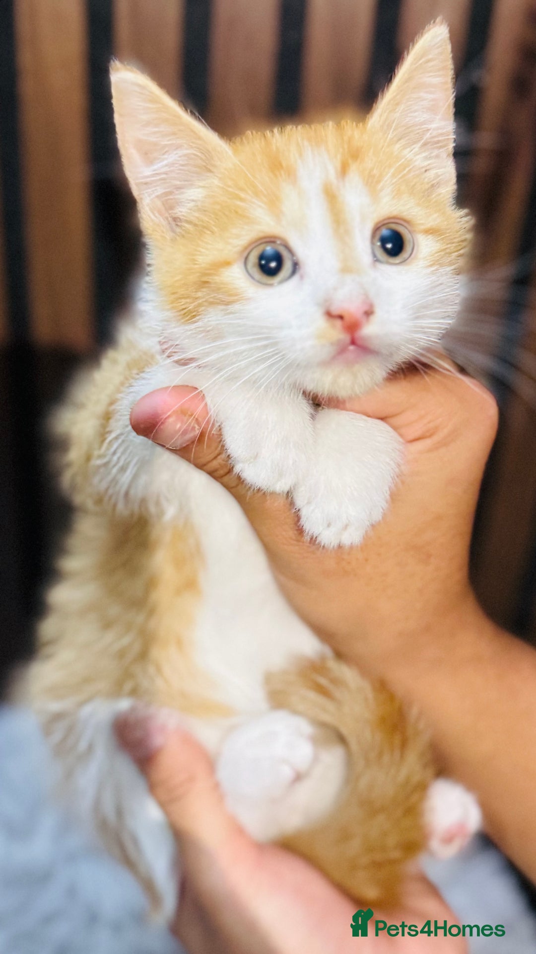 Mixed Breed cats for sale: 🎃 4 Pumpkin Gingers & 2 Phantom Kittens 👻 - Image 12