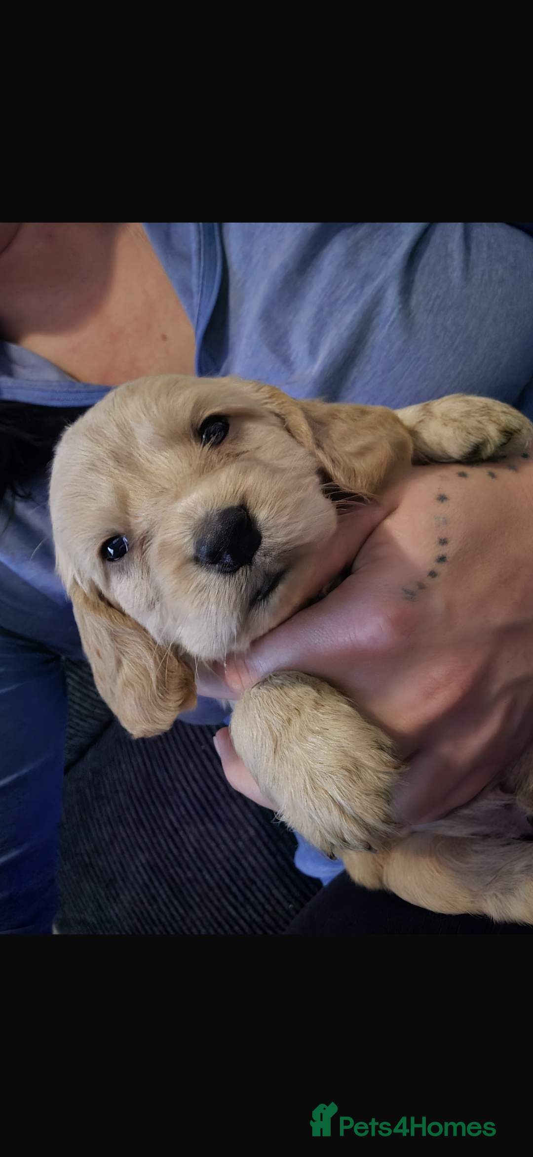 Cocker Spaniel dogs for sale: Beautiful cocker spaniels  - Image 3