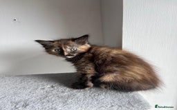 Mixed Breed cats for sale: 5 Half-Ragdoll kittens ❤️ - Image 8