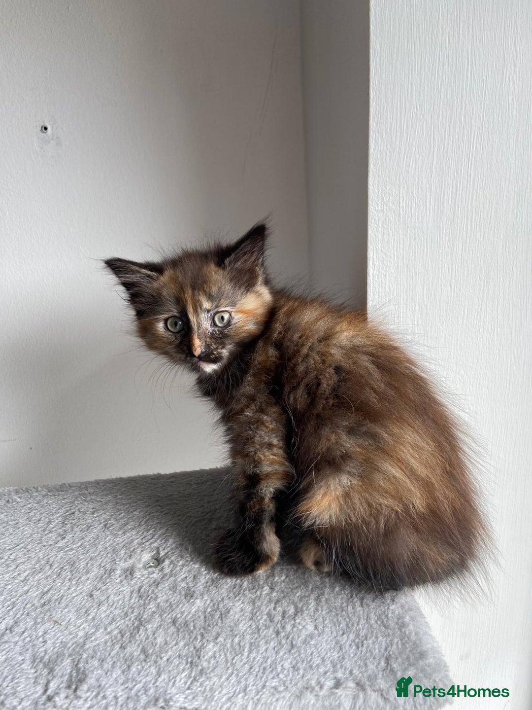Mixed Breed cats for sale: 5 Half-Ragdoll kittens ❤️ - Image 8