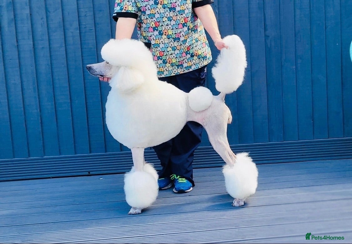 Standard Poodle dogs Starri’ PupStars   - standard poodle  - Advert 5