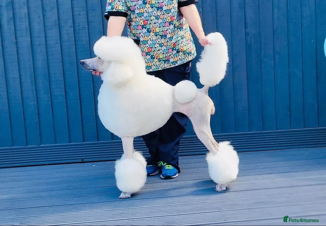 Standard Poodle dogs for sale: Starri’ PupStars   - standard poodle  - Advert 1