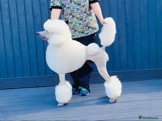 Standard Poodle dogs Starri’ PupStars - standard poodle - Advert 5