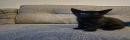 Mixed Breed cats for sale: 7 kittens, half Maine Coon - Advert 6