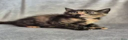 Mixed Breed cats for sale: 4 female kittens available - Advert 9
