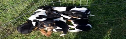 Jack Russell dogs for sale: Jack Russell Puppies for sale - Advert 10