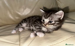 Mixed Breed cats for sale: 4 Male Kittens Available - Image 15