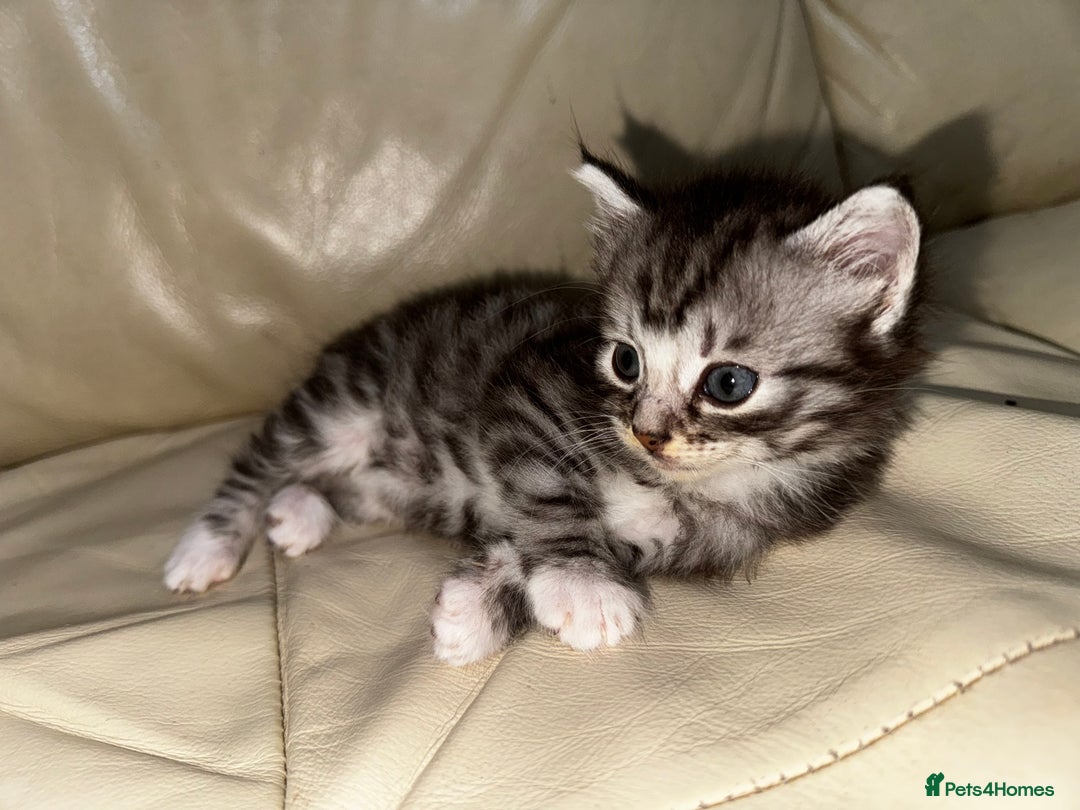 Mixed Breed cats for sale: 4 Male Kittens Available - Image 15